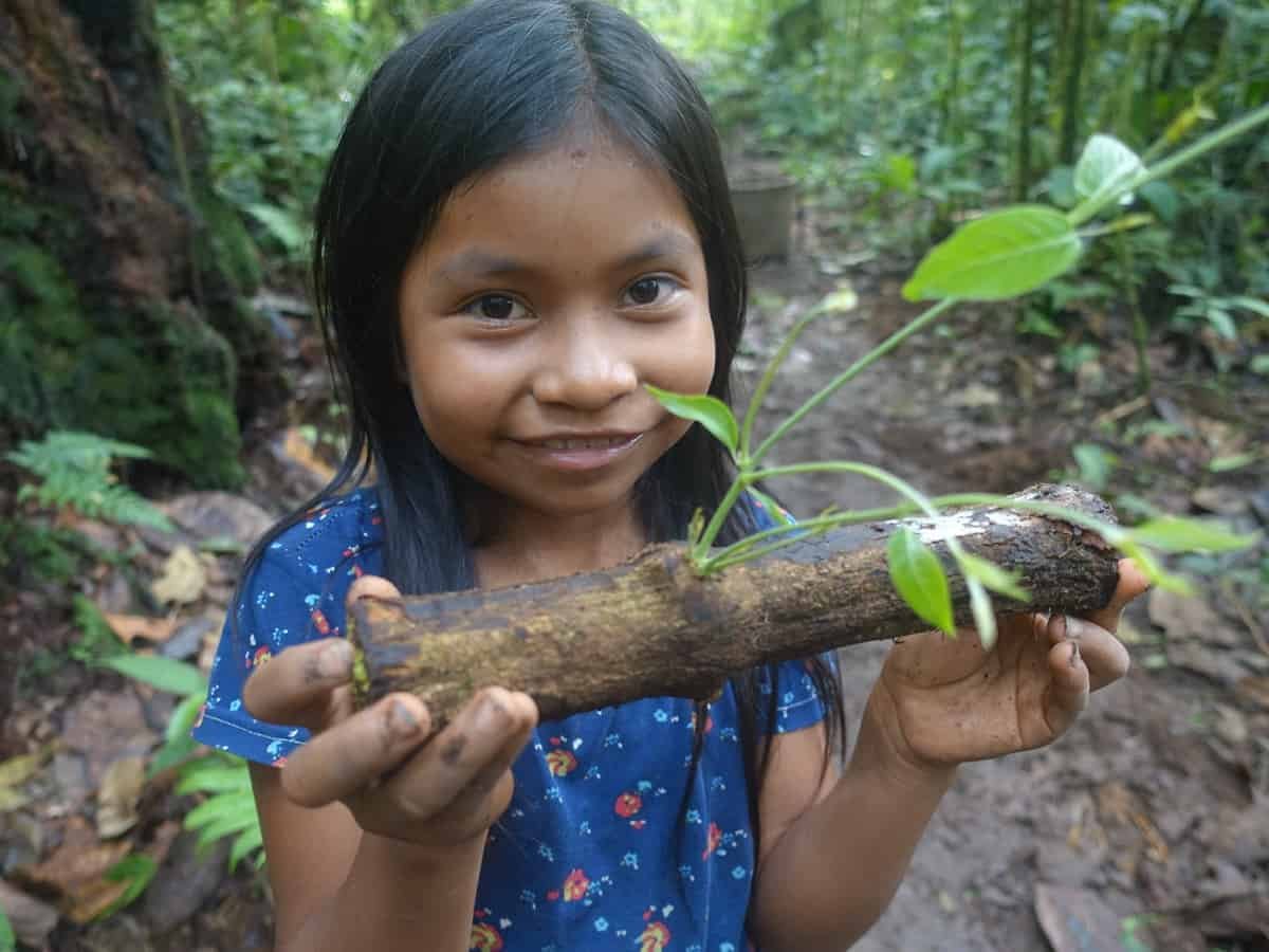 ayahuasca co to je
