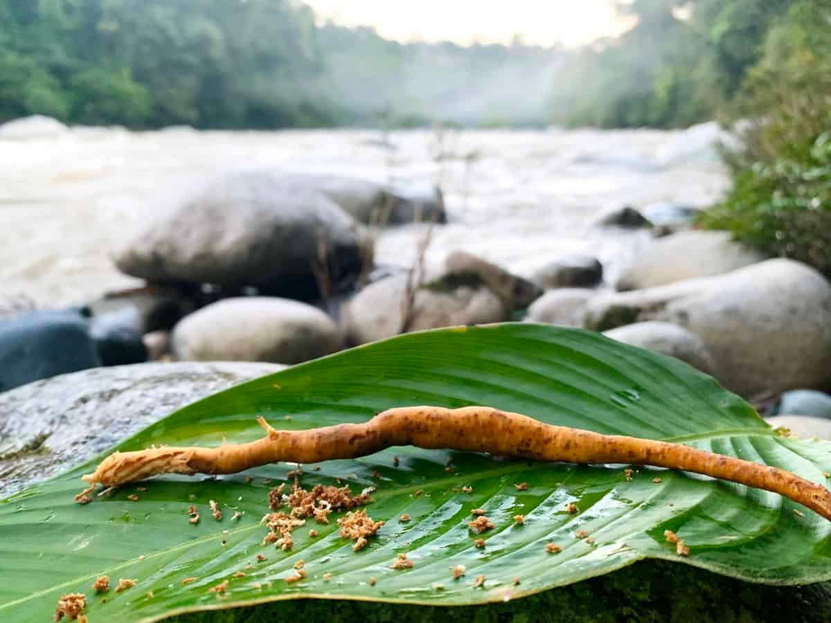 připrava ayahuasca na pobytu v ekvádoru připrava ayahuasca na pobytu v ekvádoru
